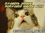 Фотография взорвала интернет, попробуй найди кота! - Sotcomm
